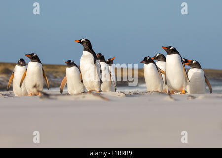 Gentoo Pinguin Kolonie stehen in den Sanddünen. Falkland-Inseln. Stockfoto