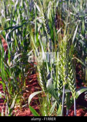 Moora, Wheatbelt Region, Western Australia. 6. September 2015. Spätwinter Regenfälle haben die Wahrscheinlichkeit der ausgezeichnete Ernten von Getreide wie Weizen (im Bild) zum vierten Mal in Folge in Western Australia Wheatbelt Region erhöht. Im Geschäftsjahr 2014 / 15 produziert westliche australische Landwirte eine geschätzte $ 4,8 Milliarden Wert von Weizen, Raps und Gerste. Bildnachweis: Suzanne Long/Alamy Live-Nachrichten Stockfoto