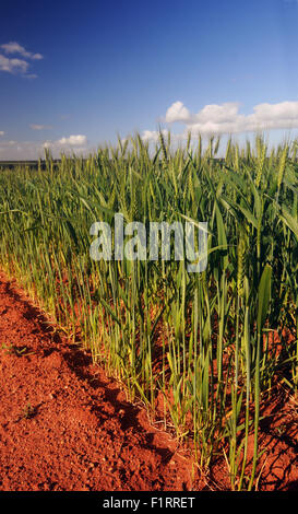 Moora, Wheatbelt Region, Western Australia. 6. September 2015. Spätwinter Regenfälle haben die Wahrscheinlichkeit der ausgezeichnete Ernten von Getreide wie Weizen (im Bild) zum vierten Mal in Folge in Western Australia Wheatbelt Region erhöht. Im Geschäftsjahr 2014 / 15 produziert westliche australische Landwirte eine geschätzte $ 4,8 Milliarden Wert von Weizen, Raps und Gerste. Bildnachweis: Suzanne Long/Alamy Live-Nachrichten Stockfoto