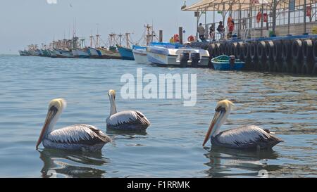 Angelboote/Fischerboote und Pelikane im Hafen von Paracas. ICA, Peru. Stockfoto