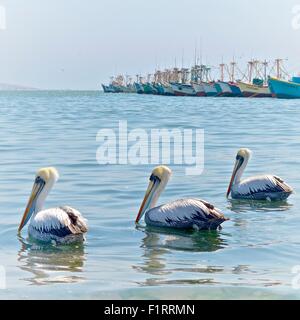 Angelboote/Fischerboote und Pelikane im Hafen von Paracas. ICA, Peru. Stockfoto