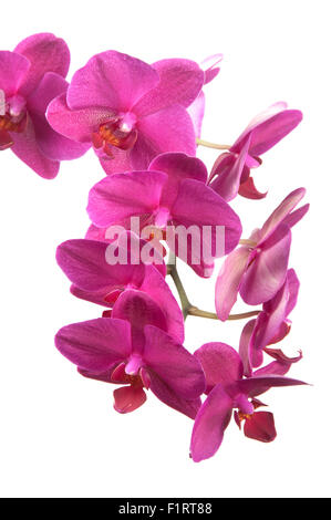 Phalaenopsis Orchideen Blüten isoliert auf weiss (Schmetterling Orchidee) Stockfoto