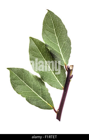 Frische Lorbeerblätter auf einem Ast. Laurel. Hinterleuchtete Blatt Stockfoto