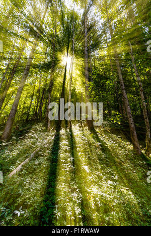 Ende des Sommers Sonnenlicht brechen durch die Bäume in einem mystischen lane Stockfoto