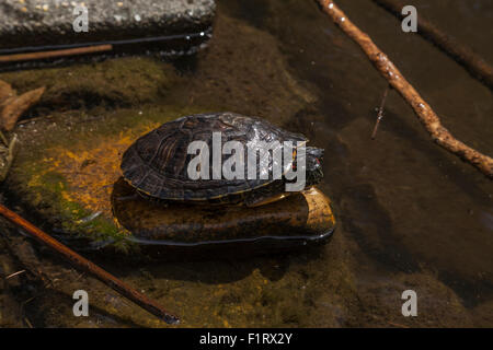 Rot-eared Slider oder rot-Schmuckschildkröte Schildkröte semiaquatic Schildkröte, Sonoma, Kalifornien, USA Stockfoto