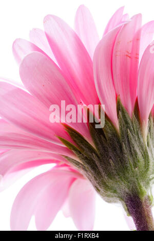 Garten Blume. Rosa Gerbera Blume von unten und seitlich oben Blütenblätter, beleuchtete. Hybrida 'Gerbera'. Grün und Rosa vor weißem Hintergrund. Stockfoto