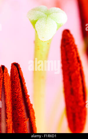 Garten Blume. Stargazer Lilie, Lilie, Star Gazer Lilium. Nahaufnahme Makroaufnahme der Stigmatisierung und Stil, mit Staubgefäße, die Filamente und Pollen Staubbeuteln. Stockfoto