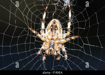 Arachnid. Marco aus unter einer gemeinsamen Gartenkreuzspinne Araneus diadematus Schließen'', während es in der Mitte des Web ist. Stockfoto