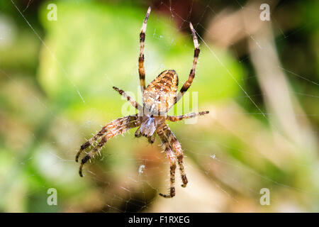 Arachnid. Marco aus der Nähe von oben auf einen gemeinsamen Gartenkreuzspinne Araneus diadematus,'', während es in der Mitte des Web ist. Stockfoto
