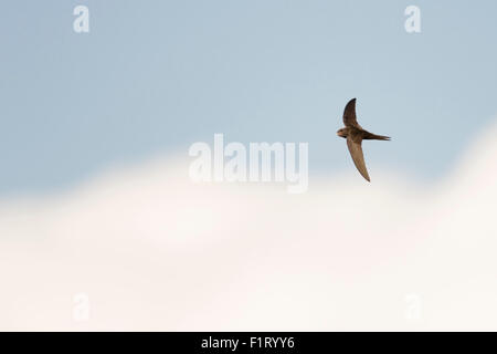 Mauersegler / Mauersegler (Apus Apus) auf der Flucht vor blauen bewölkten Himmel. Stockfoto