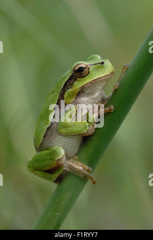 Europäischer Laubfrosch grün / Europaeischer Laubfrosch (Hyla Arborea) ruht auf einem Stick von Schilf. Stockfoto