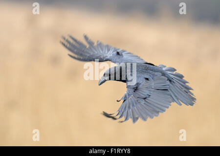Große gemeinsame Raven / Kolkrabe (Corvus Corax) im Flug, breitet seine Flügel weit offen. Stockfoto