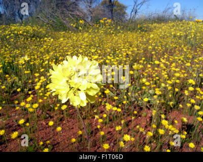 Moora, Wheatbelt Region, Western Australia, 6. September 2015 - Frühling Wildblumen blühen überall über den Zustand, einschließlich Teppiche der gelbe Strohblumen in diesem Patch Überrest des Waldes in der Nähe von Moora in der Wheatbelt Region beginnen. Strömen Sie in dieser Zeit des Jahres Touristen aus der ganzen Welt nach Western Australia – eine globale Hotspot der pflanzlichen Artenvielfalt - um Hunderte einheimische Blumenarten, die sonst nirgendwo auf der Erde zu sehen. Bildnachweis: Suzanne Long/Alamy Live-Nachrichten Stockfoto