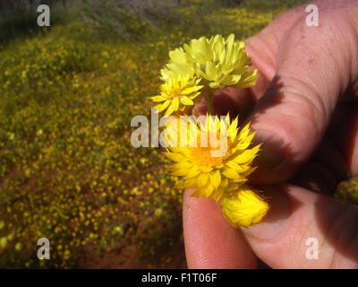 Moora, Wheatbelt Region, Western Australia, 6. September 2015 - Frühling Wildblumen blühen überall über den Zustand, einschließlich Teppiche der gelbe Strohblumen in diesem Patch Überrest des Waldes in der Nähe von Moora in der Wheatbelt Region beginnen. Strömen Sie in dieser Zeit des Jahres Touristen aus der ganzen Welt nach Western Australia – eine globale Hotspot der pflanzlichen Artenvielfalt - um Hunderte einheimische Blumenarten, die sonst nirgendwo auf der Erde zu sehen. Bildnachweis: Suzanne Long/Alamy Live-Nachrichten Stockfoto