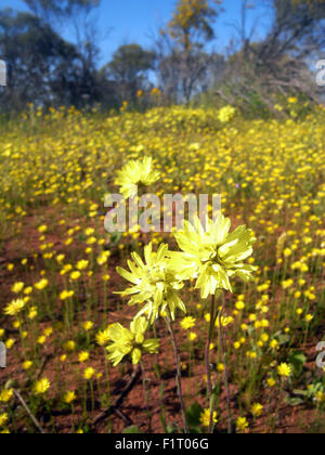 Moora, Wheatbelt Region, Western Australia, 6. September 2015 - Frühling Wildblumen blühen überall über den Zustand, einschließlich Teppiche der gelbe Strohblumen in diesem Patch Überrest des Waldes in der Nähe von Moora in der Wheatbelt Region beginnen. Strömen Sie in dieser Zeit des Jahres Touristen aus der ganzen Welt nach Western Australia – eine globale Hotspot der pflanzlichen Artenvielfalt - um Hunderte einheimische Blumenarten, die sonst nirgendwo auf der Erde zu sehen. Bildnachweis: Suzanne Long/Alamy Live-Nachrichten Stockfoto