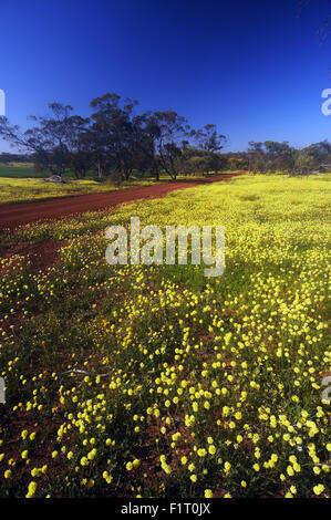 Moora, Wheatbelt Region, Western Australia, 6. September 2015 - Frühling Wildblumen blühen überall über den Zustand, einschließlich Teppiche der gelbe Strohblumen in diesem Patch Überrest des Waldes in der Nähe von Moora in der Wheatbelt Region beginnen. Strömen Sie in dieser Zeit des Jahres Touristen aus der ganzen Welt nach Western Australia – eine globale Hotspot der pflanzlichen Artenvielfalt - um Hunderte einheimische Blumenarten, die sonst nirgendwo auf der Erde zu sehen. Bildnachweis: Suzanne Long/Alamy Live-Nachrichten Stockfoto