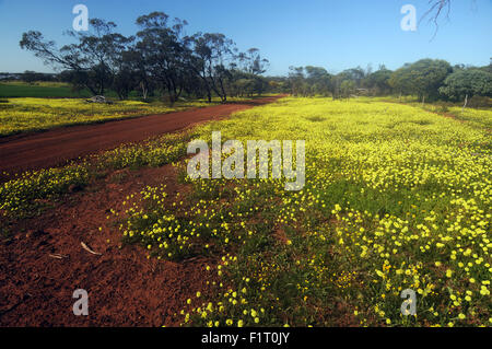 Moora, Wheatbelt Region, Western Australia, 6. September 2015 - Frühling Wildblumen blühen überall über den Zustand, einschließlich Teppiche der gelbe Strohblumen in diesem Patch Überrest des Waldes in der Nähe von Moora in der Wheatbelt Region beginnen. Strömen Sie in dieser Zeit des Jahres Touristen aus der ganzen Welt nach Western Australia – eine globale Hotspot der pflanzlichen Artenvielfalt - um Hunderte einheimische Blumenarten, die sonst nirgendwo auf der Erde zu sehen. Bildnachweis: Suzanne Long/Alamy Live-Nachrichten Stockfoto