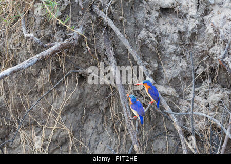 Malachit-Eisvogel Stockfoto