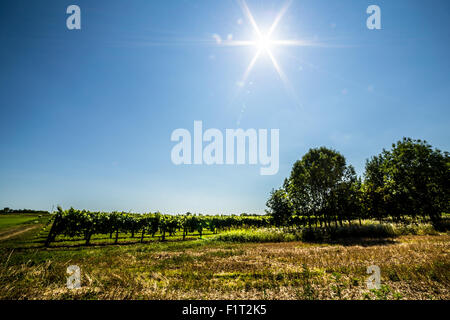 ein Julimorgen auf dem Gebiet der Region Friaul-Julisch-Venetien, Italien Stockfoto