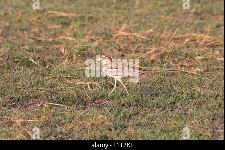 Nahaufnahme des Wassers Thick-knee, Chobe River Stockfoto