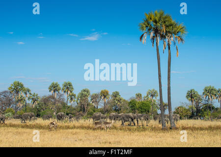 Wasserböcke (Kobus Ellipsiprymnus) vor afrikanischen bush Elefanten (Loxodonta Africana), Liwonde Nationalpark, Malawi, Afrika Stockfoto