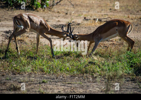 Impala (Aepyceros Melampus) Kämpfe im Liwonde Nationalpark, Malawi, Afrika Stockfoto