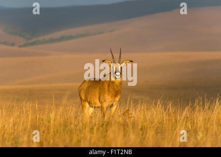 Roan Antilope (Hippotragus Spitzfußhaltung), Nyika Nationalpark, Malawi, Afrika Stockfoto