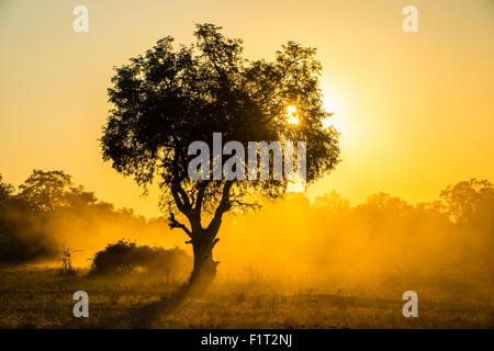 Staub im Gegenlicht bei Sonnenuntergang, South Luangwa Nationalpark, Sambia, Afrika Stockfoto