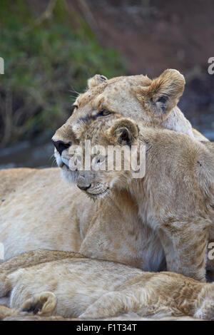 Löwe (Panthera Leo) weiblich und Cub, Ngorongoro Crater, Tansania, Ostafrika, Afrika Stockfoto