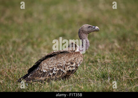 Ruppells Gänsegeier (abgeschottet Rueppellii), Ngorongoro Crater, Afrika, Tansania, Ostafrika Stockfoto