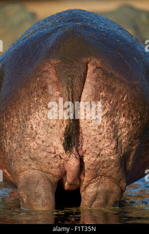 Flusspferd (Hippopotamus Amphibius) hintere Ende, Serengeti Nationalpark, Tansania, Ostafrika, Afrika Stockfoto