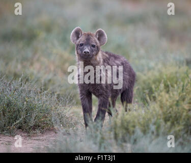 Gefleckte Hyäne (gefleckte zerbeissen) (Crocuta Crocuta) Juvenile, Serengeti Nationalpark, Tansania, Ostafrika, Afrika Stockfoto