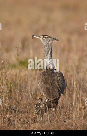 Kori Bustard (Ardeotis Kori) Erwachsene und Ckick, Ngorongoro Conservation Area, Tansania, Ostafrika, Afrika Stockfoto