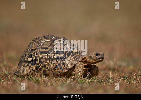 Pantherschildkröte (Geochelone Pardalis), Ngorongoro Conservation Area, Serengeti, Tansania, Ostafrika, Afrika Stockfoto