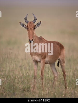 Colas Kuhantilope (Alcelaphus Buselaphus Cokii), Serengeti Nationalpark, Tansania, Ostafrika, Afrika Stockfoto