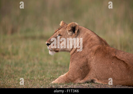 Löwin (Panthera Leo), Serengeti Nationalpark, Tansania, Ostafrika, Afrika Stockfoto