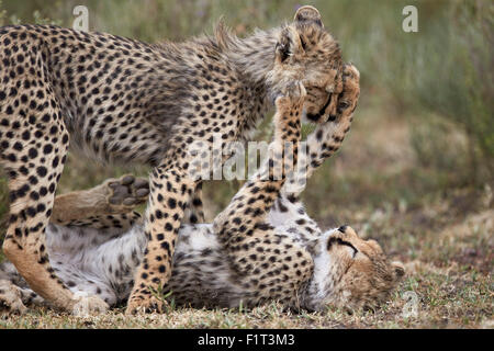 Gepard (Acinonyx Jubatus) jungen spielen, Serengeti Nationalpark, Tansania, Ostafrika, Afrika Stockfoto