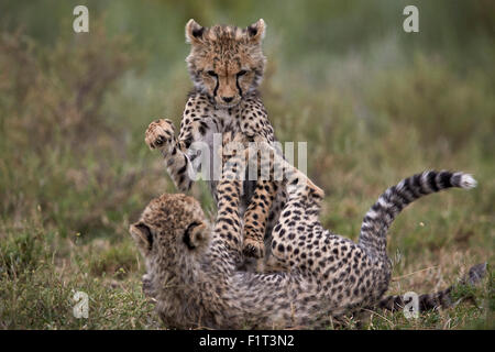 Gepard (Acinonyx Jubatus) jungen spielen, Serengeti Nationalpark, Tansania, Ostafrika, Afrika Stockfoto