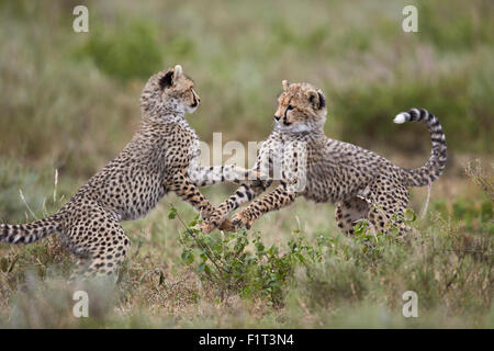 Gepard (Acinonyx Jubatus) jungen spielen, Serengeti Nationalpark, Tansania, Ostafrika, Afrika Stockfoto