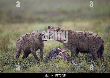 Gefleckte Hyänen (Crocuta Crocuta), blaue Gnus Karkasse, UNESCO, Ngorongoro Conservation Area, Serengeti, Tansania Stockfoto