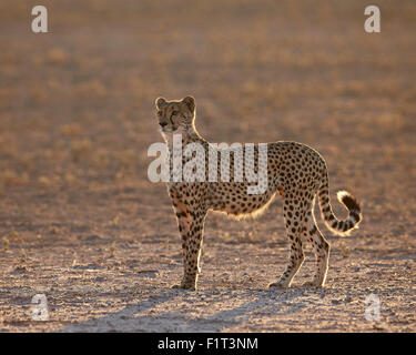 Gepard (Acinonyx Jubatus) Hintergrundbeleuchtung auf dem trockenen Auob Fluss, Kgalagadi Transfrontier Park, Südafrika Stockfoto