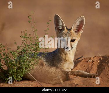 Cape Fox (Fox Cama) (Fox Silber-backed) (Vulpes Chama), Kgalagadi Transfrontier Park, Südafrika Stockfoto