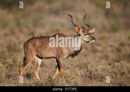 Große Kudu (Tragelaphus Strepsiceros) Bock, Karoo National Park, Südafrika, Afrika Stockfoto