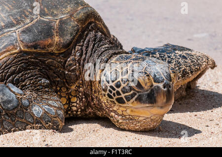 Eine grüne Meeresschildkröte (Chelonia Mydas) auf Laniakea Beach, North Shore, Oahu, Hawaii, Vereinigte Staaten von Amerika, Pazifik Stockfoto