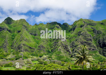 Hau'ula Forest Reserve, Koolau Berge Wut, Oahu, Hawaii, Vereinigte Staaten von Amerika, Pazifik Stockfoto