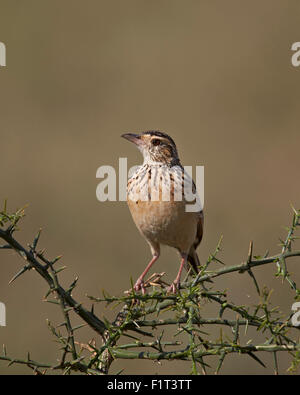 Afrikanische Pieper (Grünland Pieper) (Anthus Cinnamomeus), Ngorongoro Conservation Area, UNESCO, Serengeti, Tansania Stockfoto