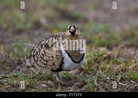 Black-faced Sandgrouse (Pterocles Decoratus), Männlich, UNESCO, Ngorongoro Conservation Area, Serengeti, Tansania Stockfoto