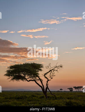 Akazie und Wolken in der Morgendämmerung, UNESCO-Weltkulturerbe, Ngorongoro Conservation Area, Serengeti, Tansania, Ostafrika Stockfoto