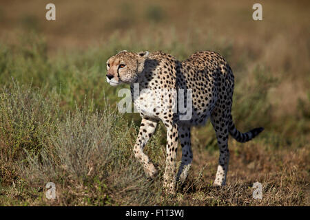 Gepard (Acinonyx Jubatus), Ngorongoro Conservation Area, UNESCO-Weltkulturerbe, Serengeti, Tansania, Ostafrika, Afrika Stockfoto