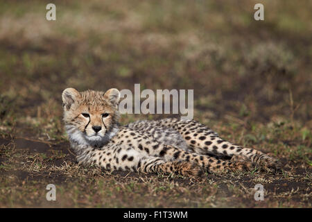 Gepard (Acinonyx Jubatus) Cub, UNESCO-Weltkulturerbe, Ngorongoro Conservation Area, Serengeti, Tansania, Ostafrika Stockfoto